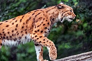 Lynx walking on branch