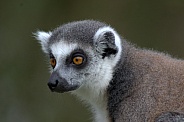 Ring Tailed Lemur