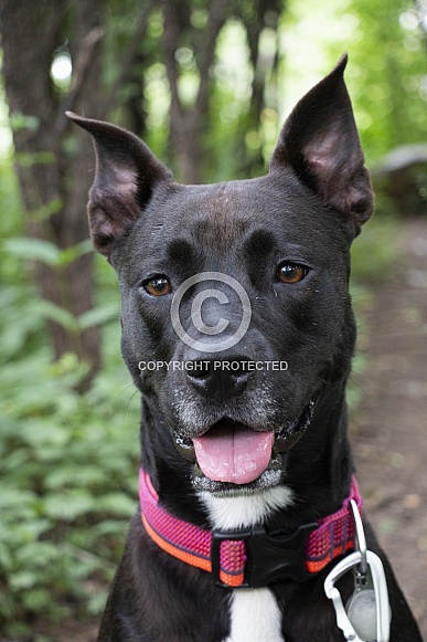 Staffordshire terrier mix