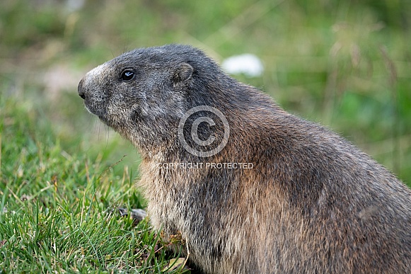 Alpine Marmot Alpine Marmot