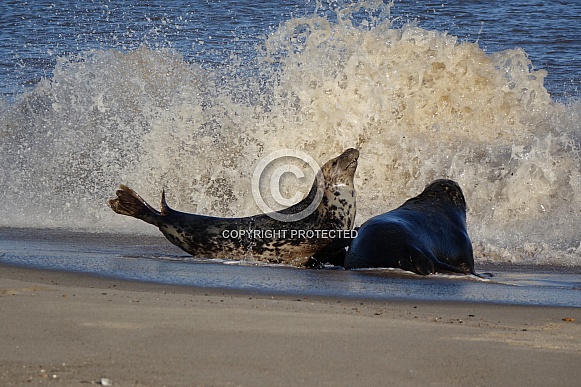 Pair of Seals Pair of Seals