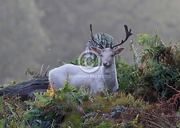 Fallow Deer