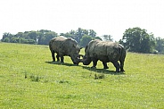 Rhino