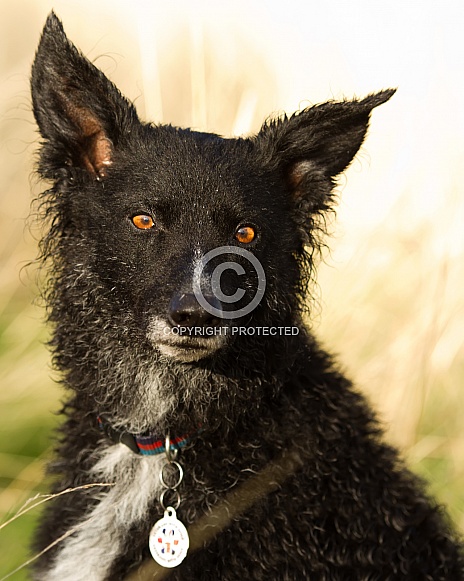 Curly-Coated Border Collie Portrait