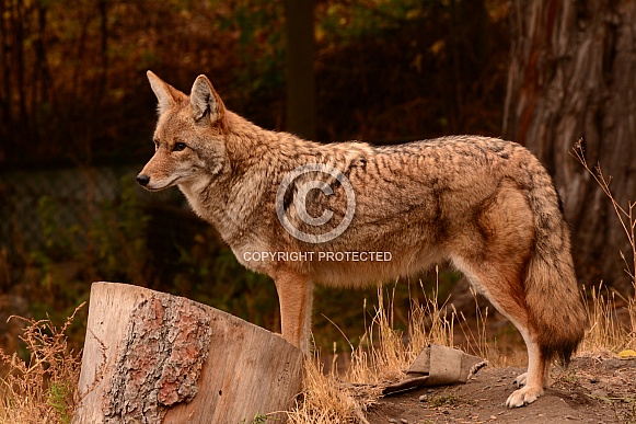 Coyote