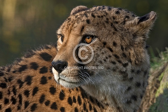 Cheetah close up Cheetah close up