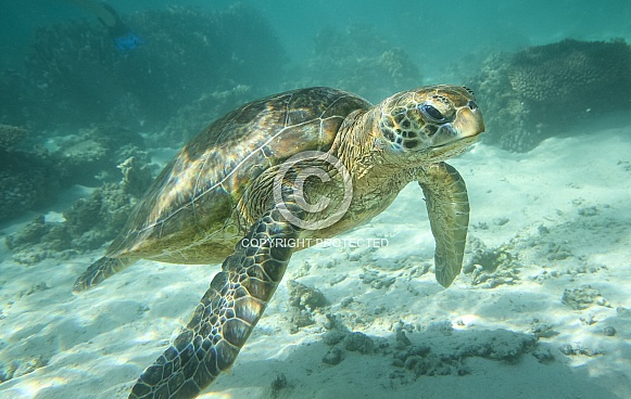 Green Turtle