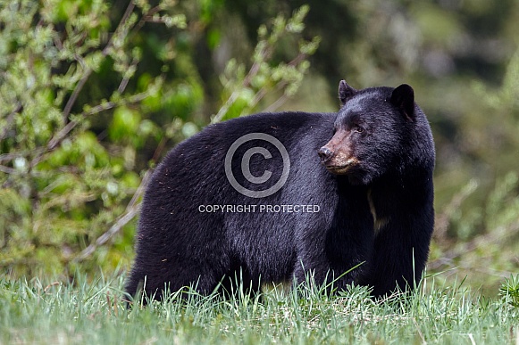 Black Bear