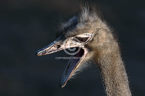 Ostrich