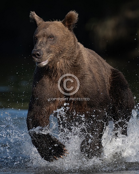 Close up of a bear charging the water for fish Close up of a bear charging the water for fish