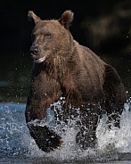Close up of a bear charging the water for fish