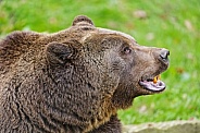 Bear with open mouth
