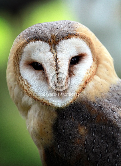 Barn Owl
