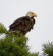 Bald Eagle