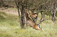 Fallow Deer