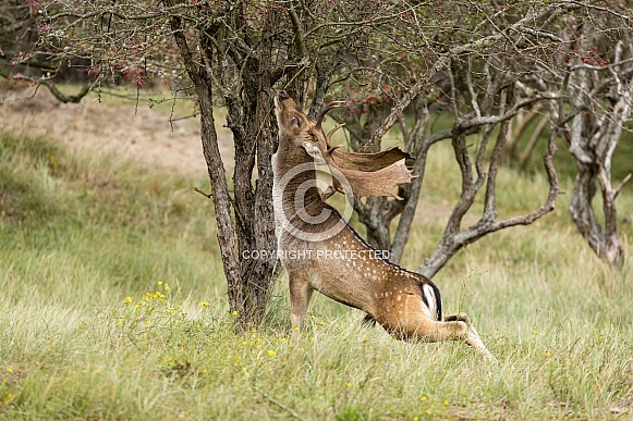 Fallow Deer Fallow Deer