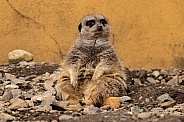 Sitting Meerkat