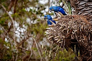 Hyacinth macaw in the nature habitat