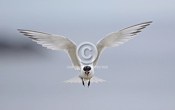 Sandwich Tern