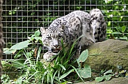 Snow Leopard Crouching Facing Forward