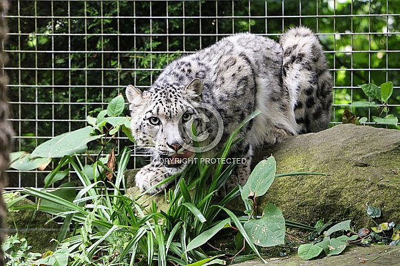 Snow Leopard Crouching Facing Forward Snow Leopard Crouching Facing Forward