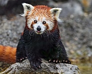 Cute red panda on the stone