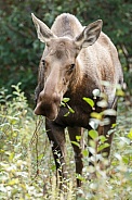 The moose or elk (Alces alces)