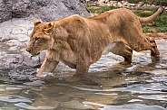 Lion Wading through a Pool