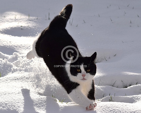 Domestic Cat Tuxedo Shorthair