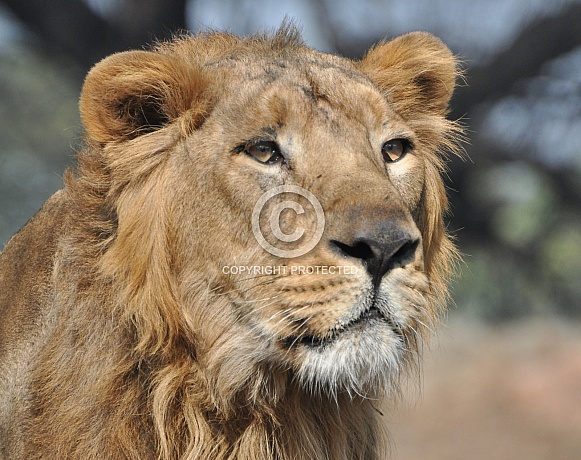 Asiatic Lion