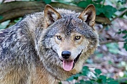 Grey wolf (Canis lupus)