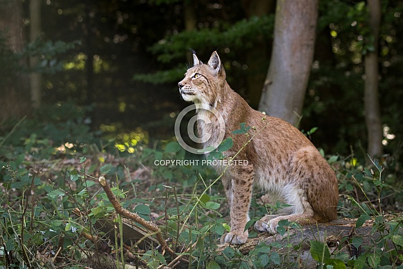 Lynx Lynx