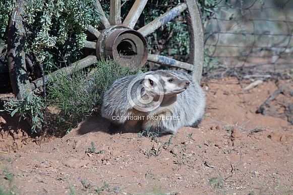 American badger Taxidea taxus