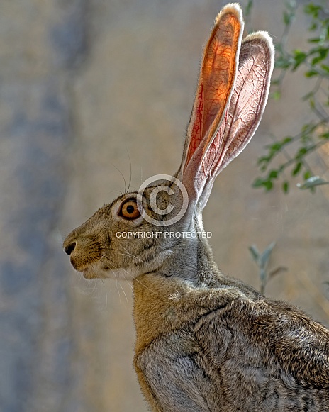 Black-tailed Jackrabbit Portrait Black-tailed Jackrabbit Portrait