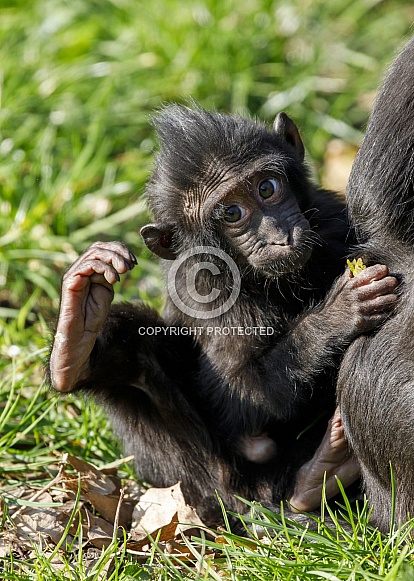 Celebes crested macaque (Macaca nigra) Celebes crested macaque (Macaca nigra)
