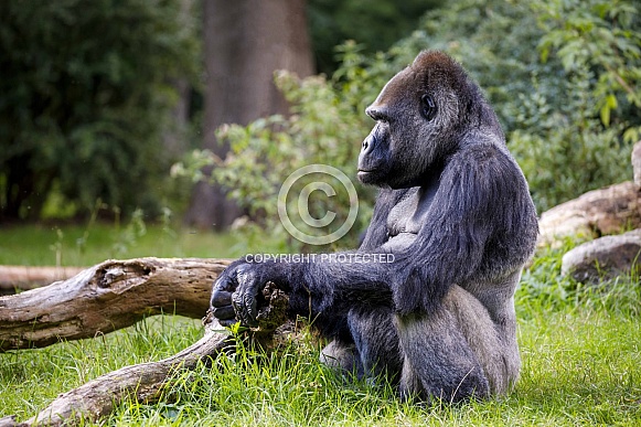 Western Lowland Gorilla (Gorilla Gorilla Gorilla)