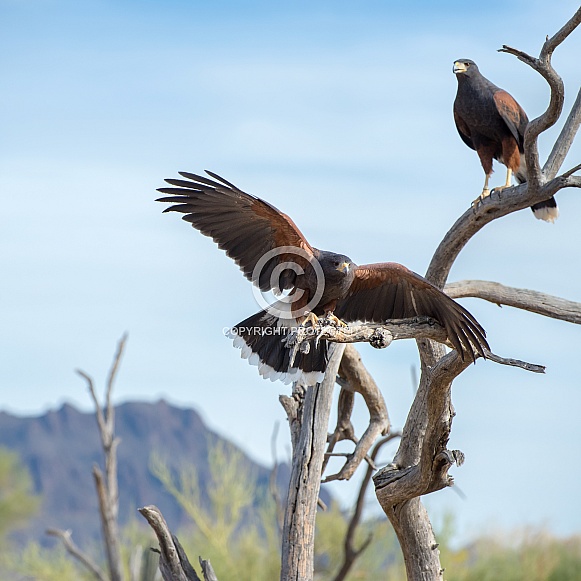 Harris' Hawks