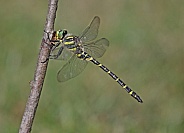 Golden ringed Dragonfly
