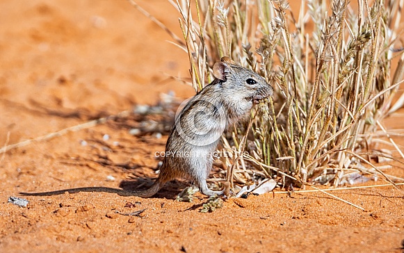 Striped Mouse Striped Mouse
