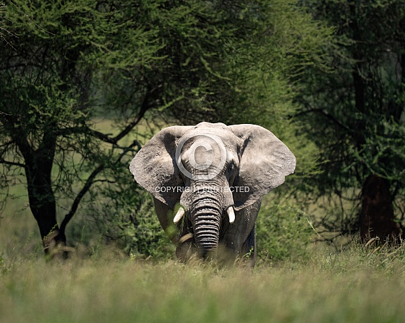 Large African Elephant coming out of the trees
