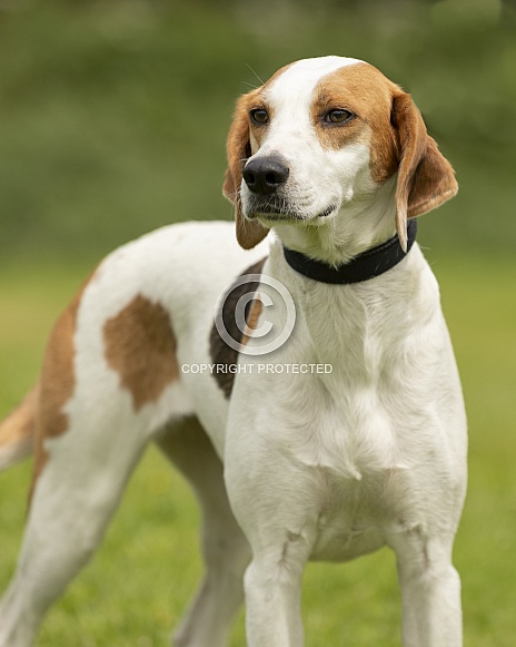 Trailhound Trailhound