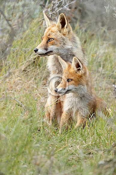 Red fox cub and mother