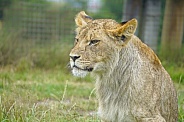 African Lion (young)