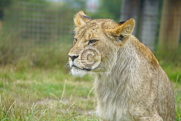 African Lion (young) African Lion (young)