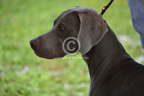 Weimaraner