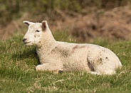 Young Lamb Lying Down