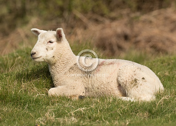 Young Lamb Lying Down Young Lamb Lying Down