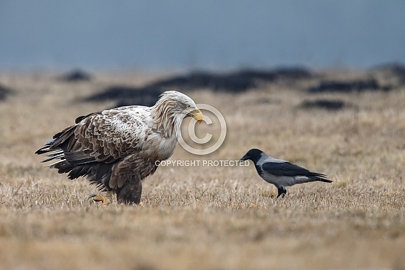 The white-tailed eagle