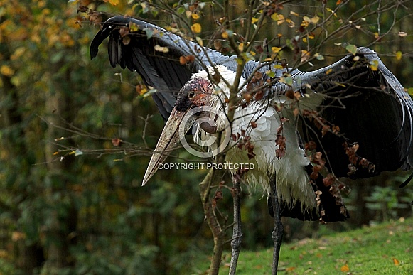 Marabou Stork Marabou Stork