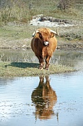 A Scottish Highlander